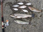s_2006-7-11.jpg