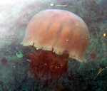 2006-12-13echizen.jpg