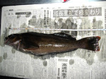 s_2006-12-2.jpg